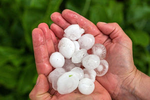 Θεσσαλονίκη: Ζημιές σε ελαιοκαλλιέργειες από τη χαλαζόπτωση στη Χαλκιδική