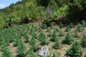 Κοζάνη: Καλλιεργούσαν πάνω από 950 δενδρύλλια κάνναβης – Έκαναν… κάμπινγκ για να τα φυλάνε