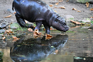 Βερολίνο: Ο νεότερος πυγμαίος ιπποπόταμος έκανε το ντεμπούτο του με όνομα εμπνευσμένο από ποδοσφαιριστή