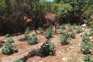 Επιχείρηση της ΕΛ.ΑΣ σε ορεινή περιοχή κοντά στο φράγμα Αποσελέμη – Βρέθηκαν φυτείες ινδικής κάνναβης