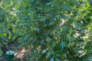 Μεγάλη αστυνομική επιχείρηση στο Λέντα – Εντοπίστηκαν τρεις χασισοφυτείες