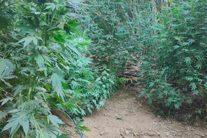 Μεγάλη χασισοφυτεία εντοπίστηκε στο Ρέθυμνο – Συνελήφθη πατέρας και γιος