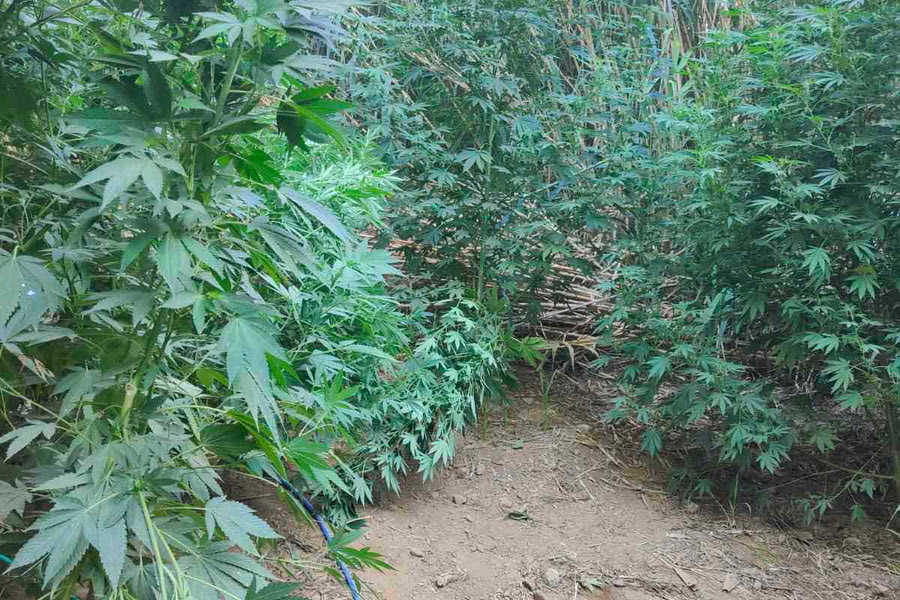 Μεγάλη χασισοφυτεία εντοπίστηκε στο Ρέθυμνο – Συνελήφθη πατέρας και γιος