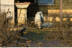 Ιεράπετρα: Σύλληψη για δηλητηρίαση αδέσποτου σκύλου