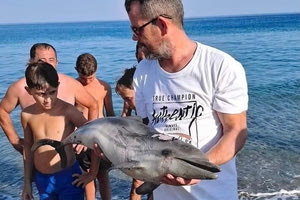 Μικρό δελφίνι  θανάσιμα τραυματισμένο σε  κρητική ακτή