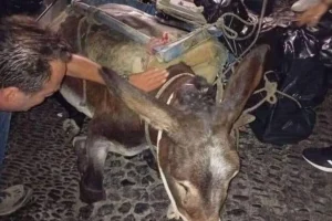 Σαντορίνη: Εξαντλημένο γαϊδουράκι καταρρέει από το βάρος του φορτίου που κουβαλάει