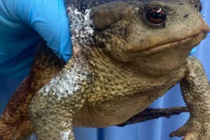 Ένας βάτραχος bufo bufo επιβίωσε με εγκαύματα από τη φωτιά στη νότια Εύβοια