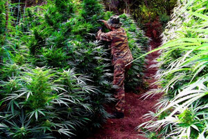 Φυτείες με δενδρύλλια ινδικής κάνναβης βρέθηκαν σε περιοχές των Χανίων