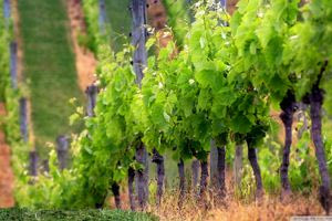 Αίτημα της Περιφέρειας για άρση των στρεβλώσεων για νέες αμπελοφυτεύσεις και στήριξη στον αμπελοοινικό τομέα της Κρήτης