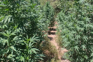 Ρέθυμνο: Ανήλικος πήγε να ποτίσει φυτεία κάνναβης και συνελήφθη μαζί με τους γονείς του