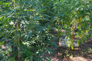 Επιχείρηση της ΕΛ.ΑΣ.: Εντοπίστηκαν 12 φυτείες και εκριζώθηκαν 195 δενδρύλλια