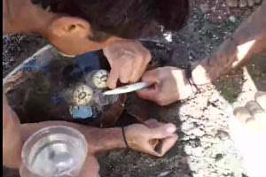 Διάσωση χελώνας Caretta caretta στη Σητεία