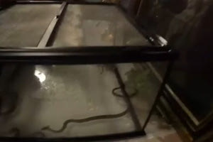 Εμφανίστηκαν και φέτος τα φιδάκια της Παναγίας στην Κεφαλονιά