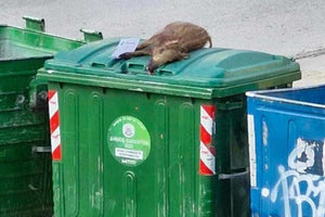 Ιωάννινα: Πυροβόλησε αγριογούρουνο και το παράτησε σε κάδο σκουπιδιών… με σημείωμα