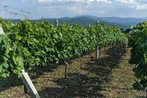 Αίτημα της Περιφέρειας Κρήτης για άρση των στρεβλώσεων για νέες αμπελοφυτεύσεις