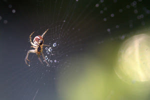 Ηλεία: Δεν υπάρχει αντίδοτο, λένε οι γιατροί στο νοσοκομείο του Πύργου για τον θάνατο του 48χρονου