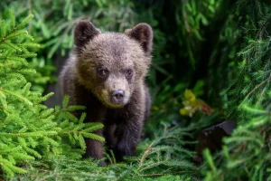 Φλώρινα: Δύο αρκουδάκια βρέθηκαν νεκρά στην άσφαλτο