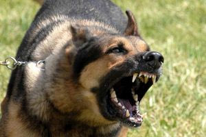 Ηράκλειο: Στο νοσοκομείο γυναίκα έπειτα από επίθεση σκύλου στο Γιόφυρο