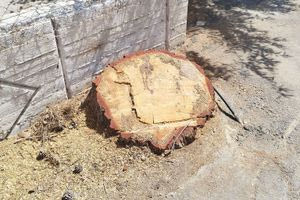 Υπάρχουν και τα δικαιώματα της φύσης, αλλά…