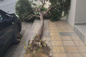 Ηράκλειο: Νέα πτώση δέντρου σε κεντρικό δρόμο