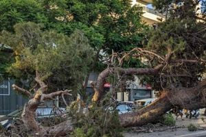 Ηράκλειο: Πτώση δέντρου στο Μασταμπά – Σοβαρές ζημιές σε οχήματα
