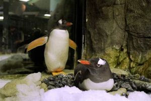 Απεβίωσε ο Σβεν, ένας εκ των δύο διάσημων ομοφυλόφιλων πιγκουίνων