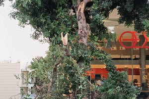 Ηράκλειο: Πτώση κλαδιού σε κεντρικό δρόμο