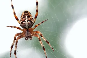 Ντ. Ψαλτοπούλου: Οι αράχνες δεν είναι επιθετικές – Η σοβαρότητα των συμπτωμάτων εξαρτάται από την ποσότητα του δηλητηρίου