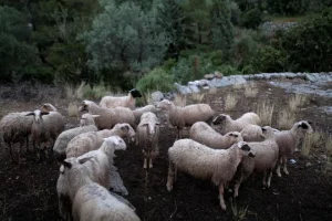 Πανώλη των αιγοπροβάτων: Μερική άρση της απαγόρευσης μετακίνησης ζώων για σφαγή