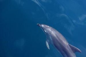 Μοναχικό δελφίνι που αναζητά σύντροφο ενοχοποιείται για επιθέσεις σε λουόμενους