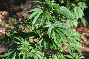 Πιάστηκαν στα πράσα οι… επιτηρητές των δενδρυλλίων κάνναβης