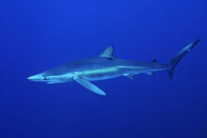 Γιατί οι καρχαρίες είναι απαραίτητοι για την υγεία των ωκεανών