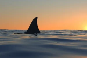 Μόνιμα στις ελληνικές θάλασσες ζουν 36 είδη καρχαριών – Πόσο επικίνδυνοι είναι