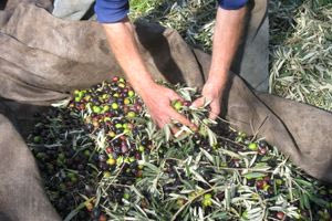 Ελαιόλαδο: Καλή η χρονιά, δυσοίωνο το μέλλον