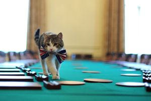 Παγκόσμια Ημέρα Γάτας: Τα 5 βίντεο καταστροφής που πρέπει να δεις