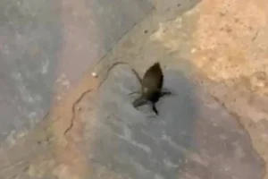 Λιθόκερος εμφανίστηκε σε παραλία της Ικαρίας