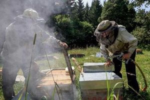 Η κλιματική κρίση «σκοτώνει» και το μέλι
