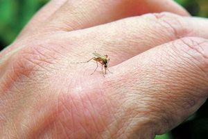 Αλεξανδρούπολη: Eντοπίστηκαν τρία κρούσματα με τον ιό του Δυτικού Νείλου