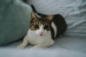 Παγκόσμια Ημέρα Γάτας: Πώς κατάφερε να κατακτήσει τις καρδιές των ανθρώπων παγκοσμίως