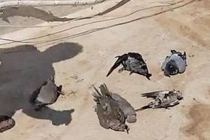 Ιεράπετρα: Δεκάδες νεκρά περιστέρια βρέθηκαν σε ταράτσα