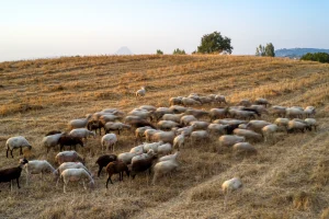 Ευλογιά προβάτων: Τι ισχύει με τις μετακινήσεις και τις σφαγές