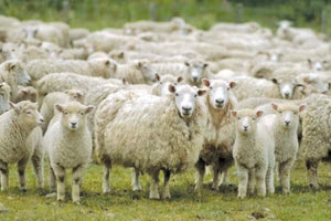 Παράταση των μέτρων για την πανώλη προκαλεί αναστάτωση