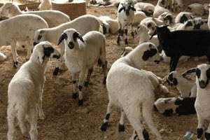 Κλιμάκιο ελέγχου του ΟΠΕΚΕΠΕ καταγγέλλει απειλές από κτηνοτρόφους στην Κρήτη