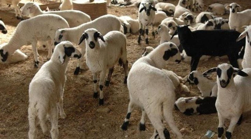 Κλιμάκιο ελέγχου του ΟΠΕΚΕΠΕ καταγγέλλει απειλές από κτηνοτρόφους στην Κρήτη