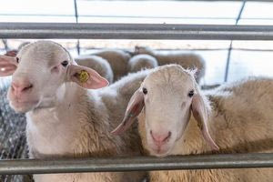 Επιβεβαιώθηκαν τα κρούσματα ευλογιάς των προβάτων σε 5 κοπάδια του Εβρου