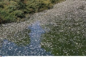 Βόλος: Προκαταρκτική έρευνα για τα νεκρά ψάρια