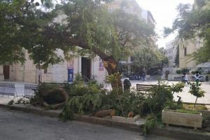 Ακόμα μια πτώση δέντρου στο Ηράκλειο: Τι απαντά ο Δήμος