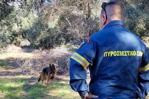 Άρτα: Εντοπίστηκε πεζοπόρος που είχε χαθεί σε δάσος