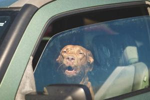 Εύβοια: Κλείδωσαν σκύλο σε αυτοκίνητο για ώρες και το έσωσαν περαστικοί