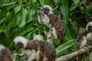 Δίδυμα μίνι μαϊμουδάκια σπάνιου είδους γεννήθηκαν σε ζωολογικό κήπο της Βρετανίας